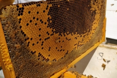 Honey and Brood frame pattern